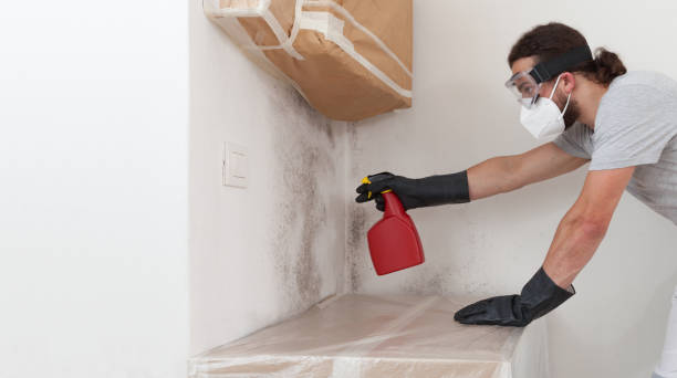 Professional Attic Mold Removal technician working in Leonia, NJ