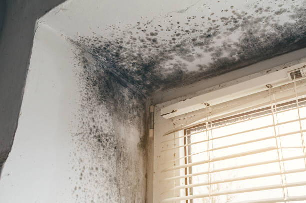 Trusted Attic Mold Removal service in Leonia, NJ - Cheap Mold Removal